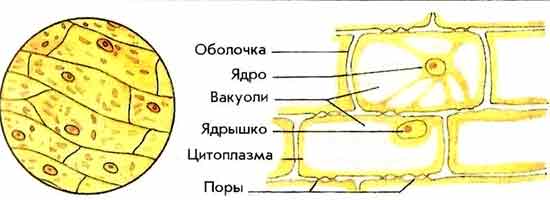 Лабораторная работа Строение клеток кожицы чешуи лука - Универ soloBY