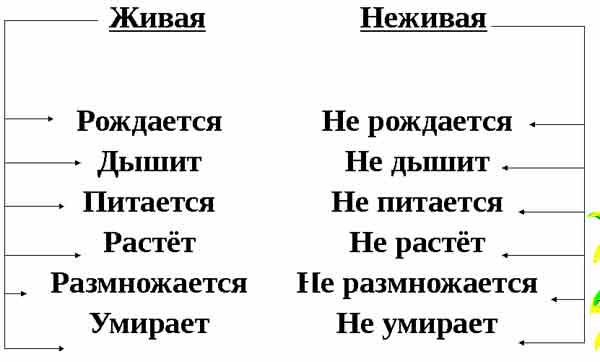 различия живой и неживой природы