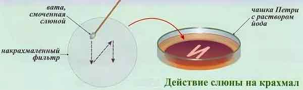Лабораторная работа Действие ферментов слюны на крахмал. - Универ soloBY