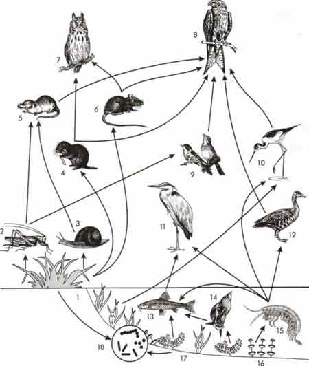 Рассмотрите рисунок, на котором представлена пищевая сеть. Номерами ...