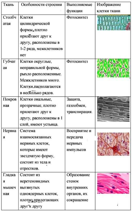 составьте в тетради таблицу строение и функции кожи