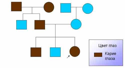 Родословная семьи Карие глаза Цвет глаз - Универ soloBY